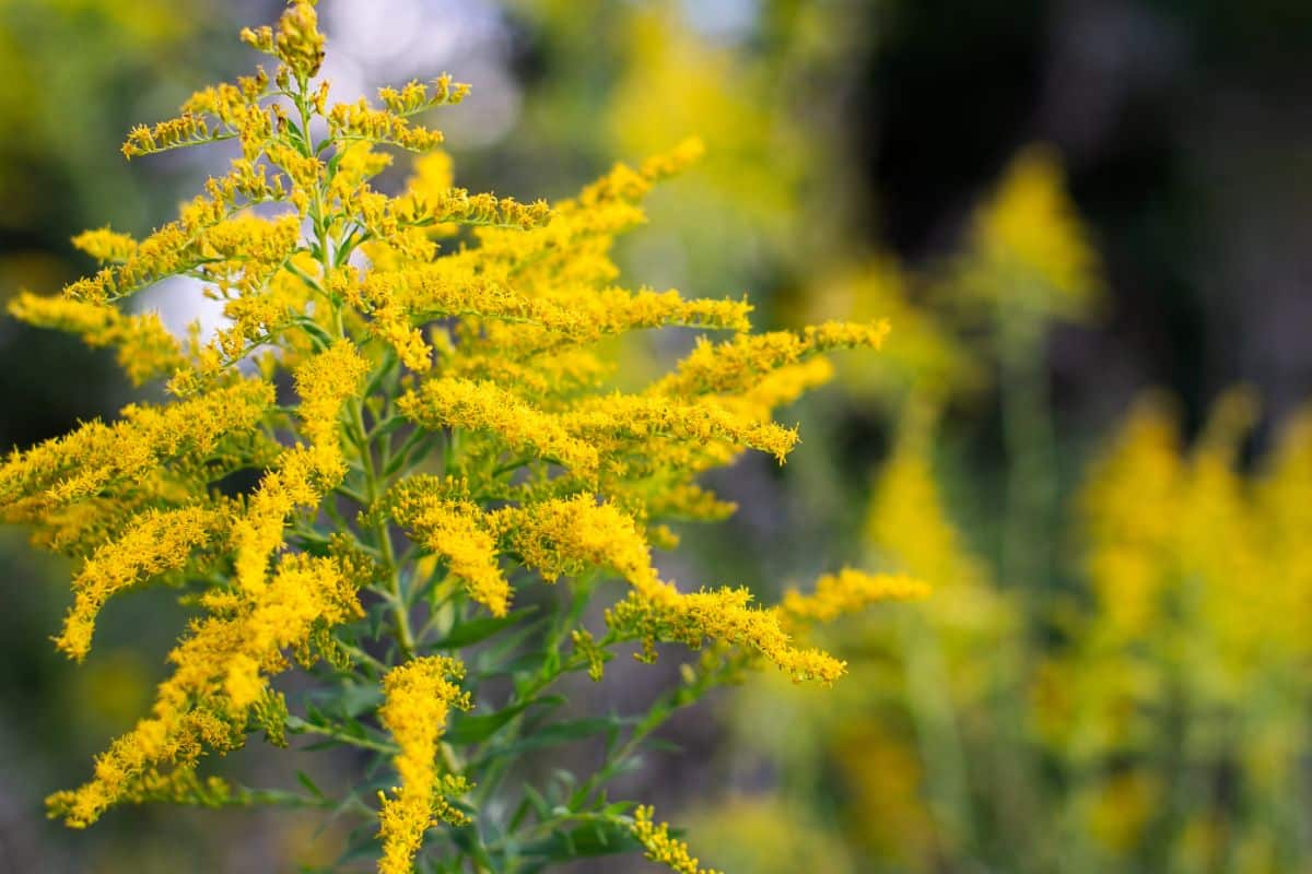 A closeup of yellow goldenrod in the fall