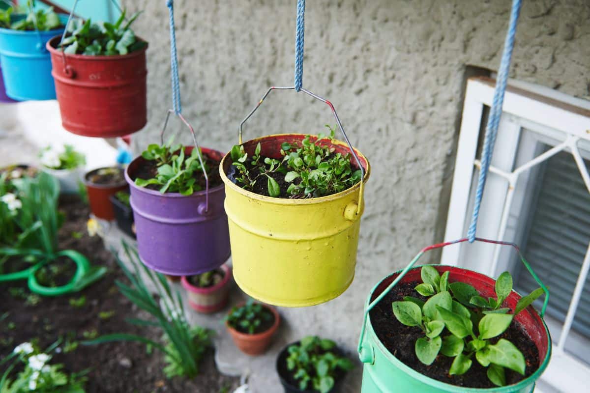 different herbs growing in recycled paint cans hanging from a trellis