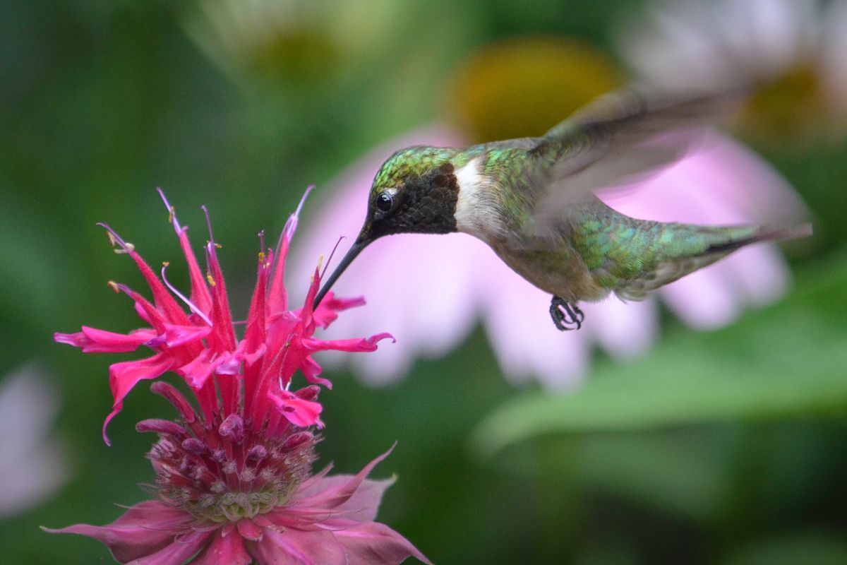 A hummingbird drinking nectar from a pink bee balm flower