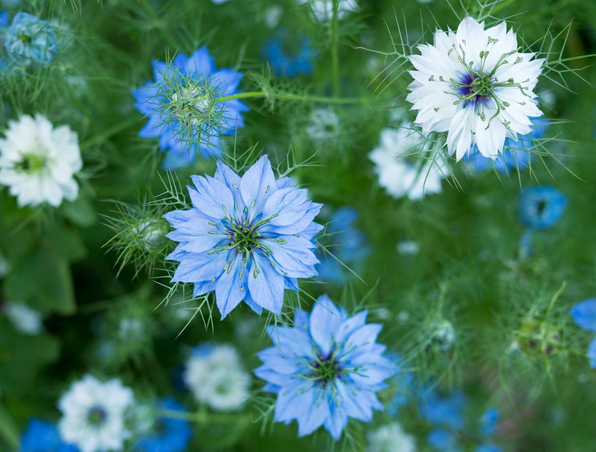 Nigella flowers in different hues of blue.
