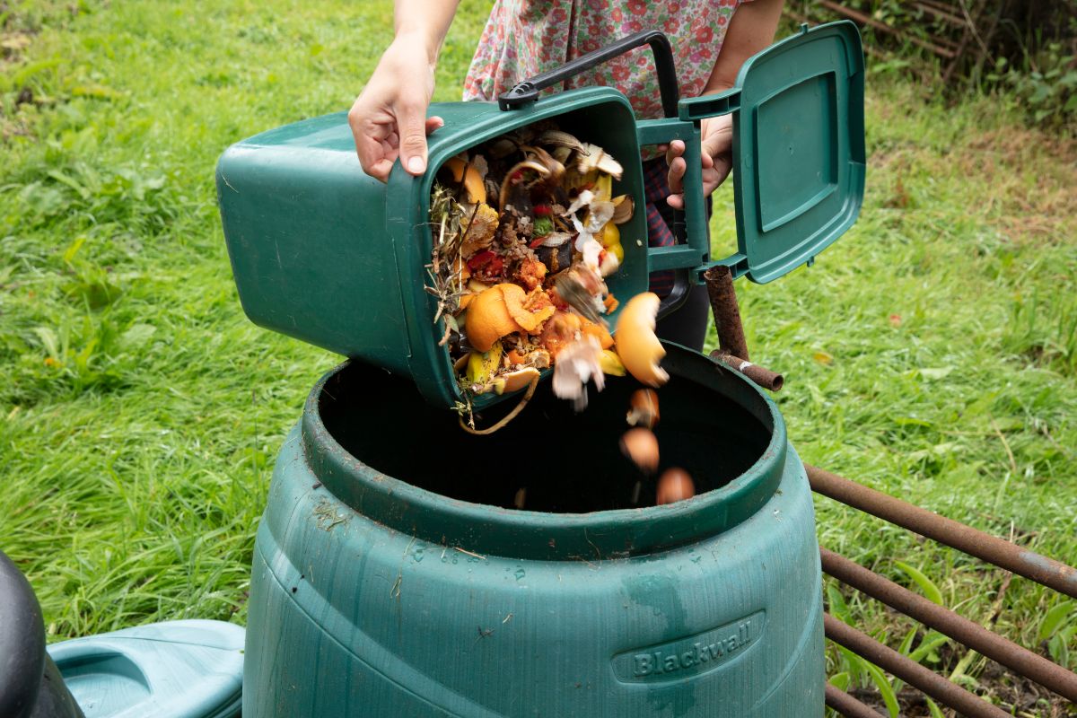 An organic gardeners adding food scraps to a compost barrel