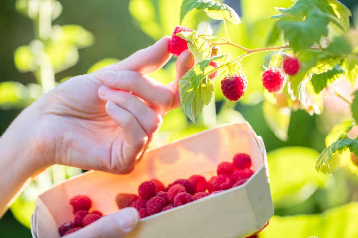 A woman picking raspberries from a hanging stem