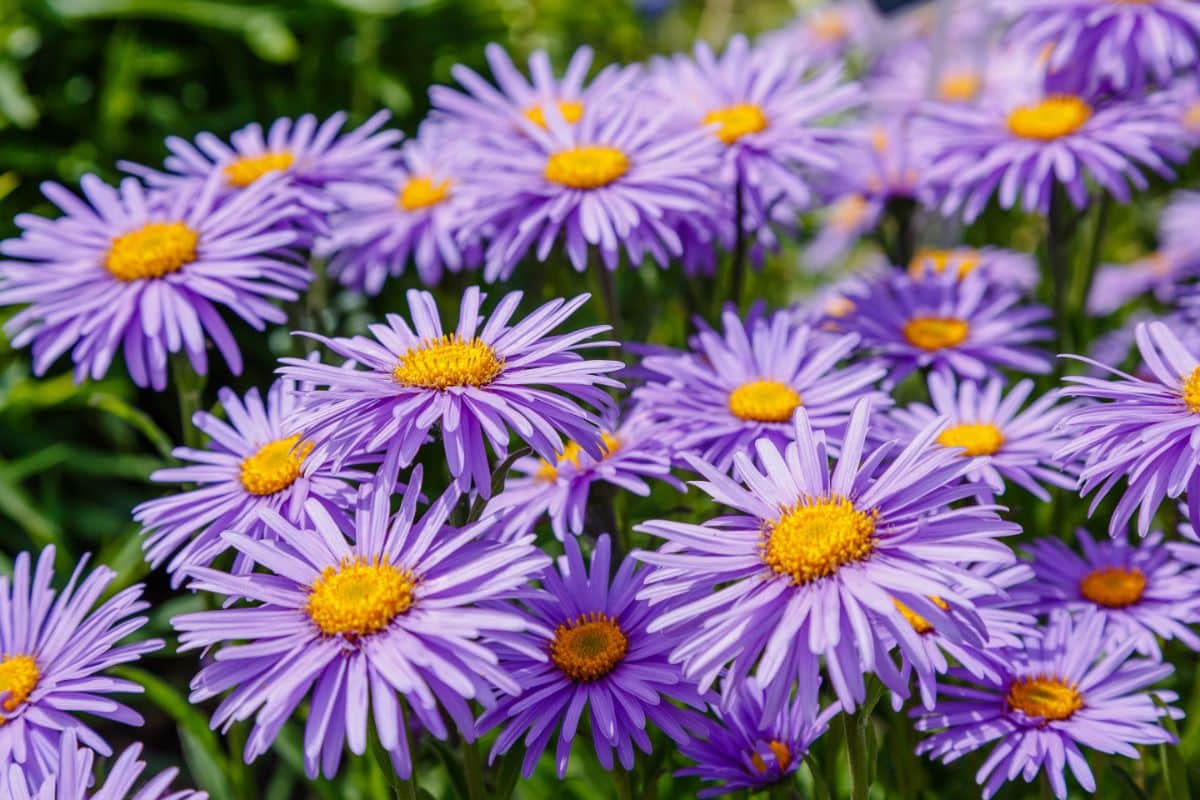 Purple Aster flowers with yellow centers