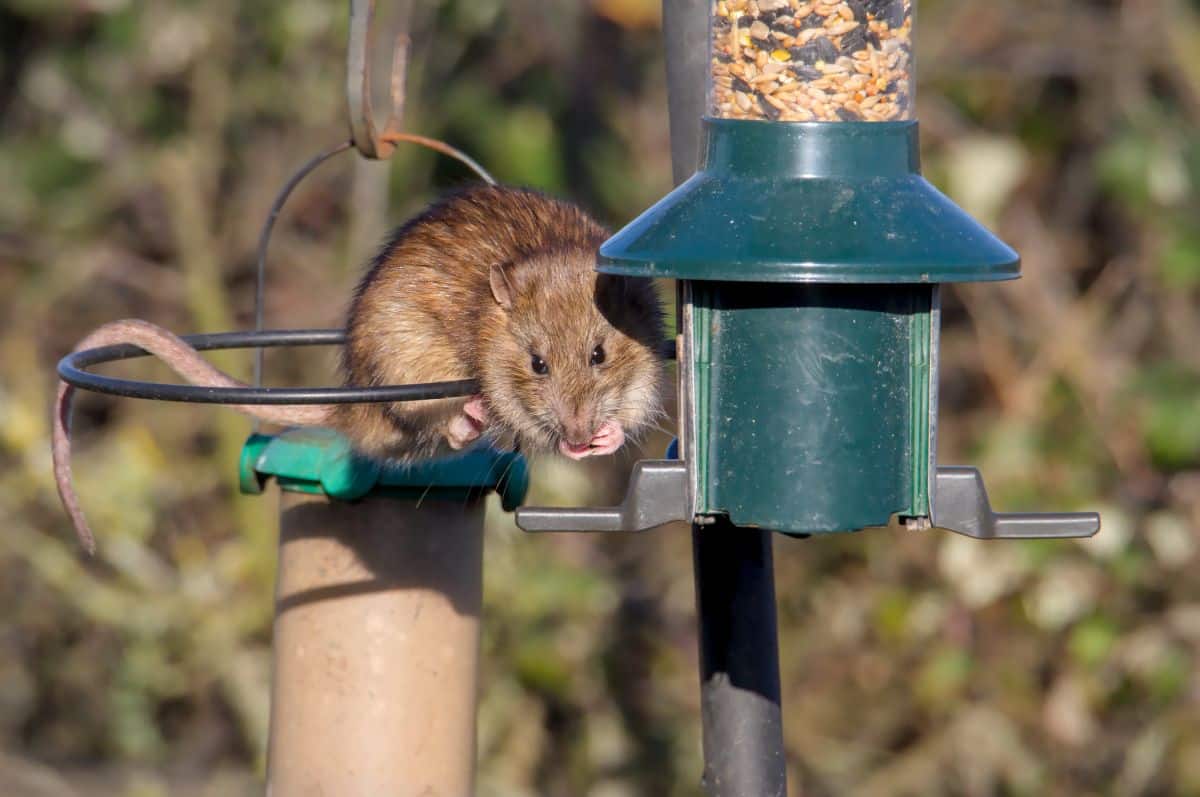 A rat hanging on a bird feeder eating seed