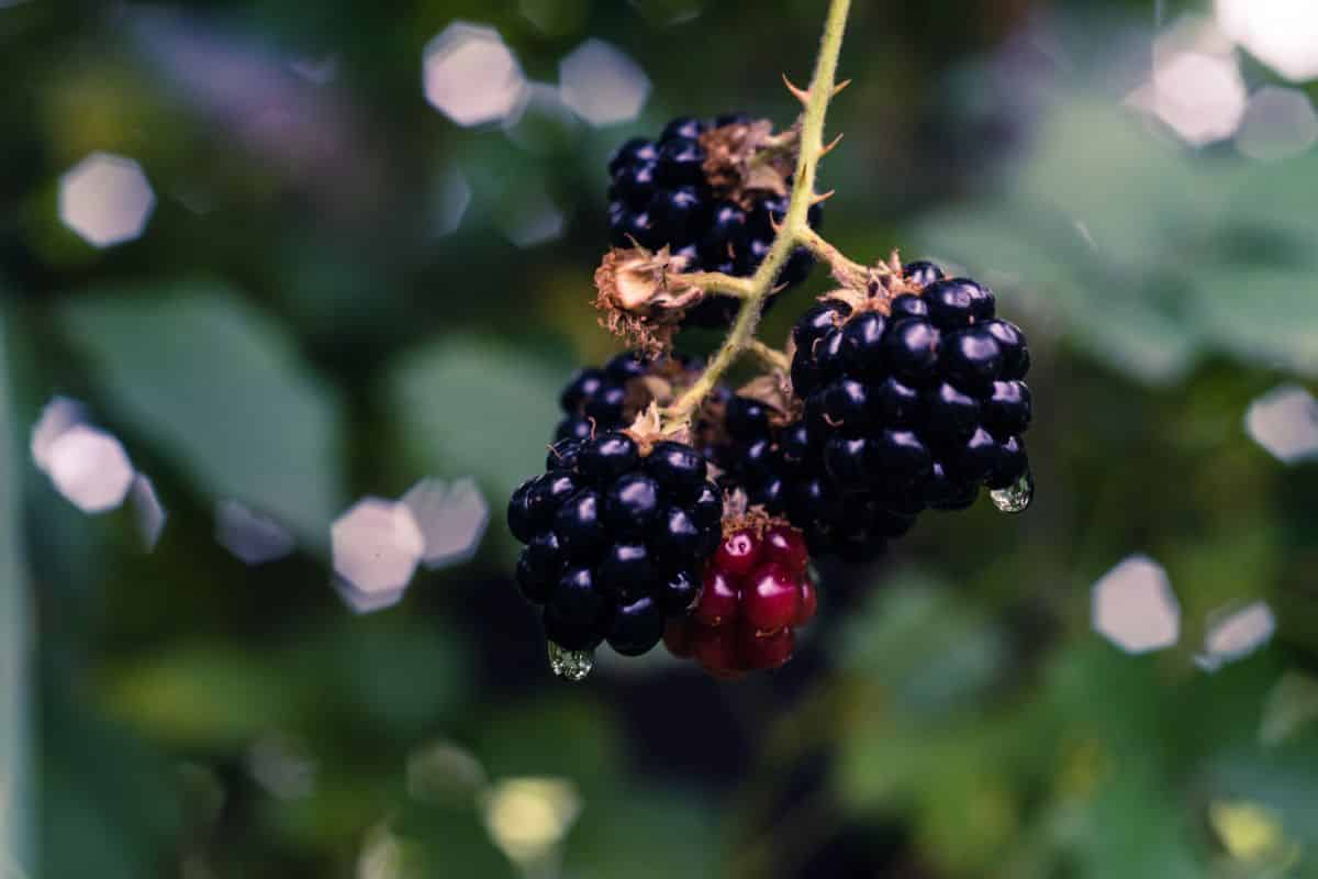 Blackberries dripping water hanging off a hanging stem
