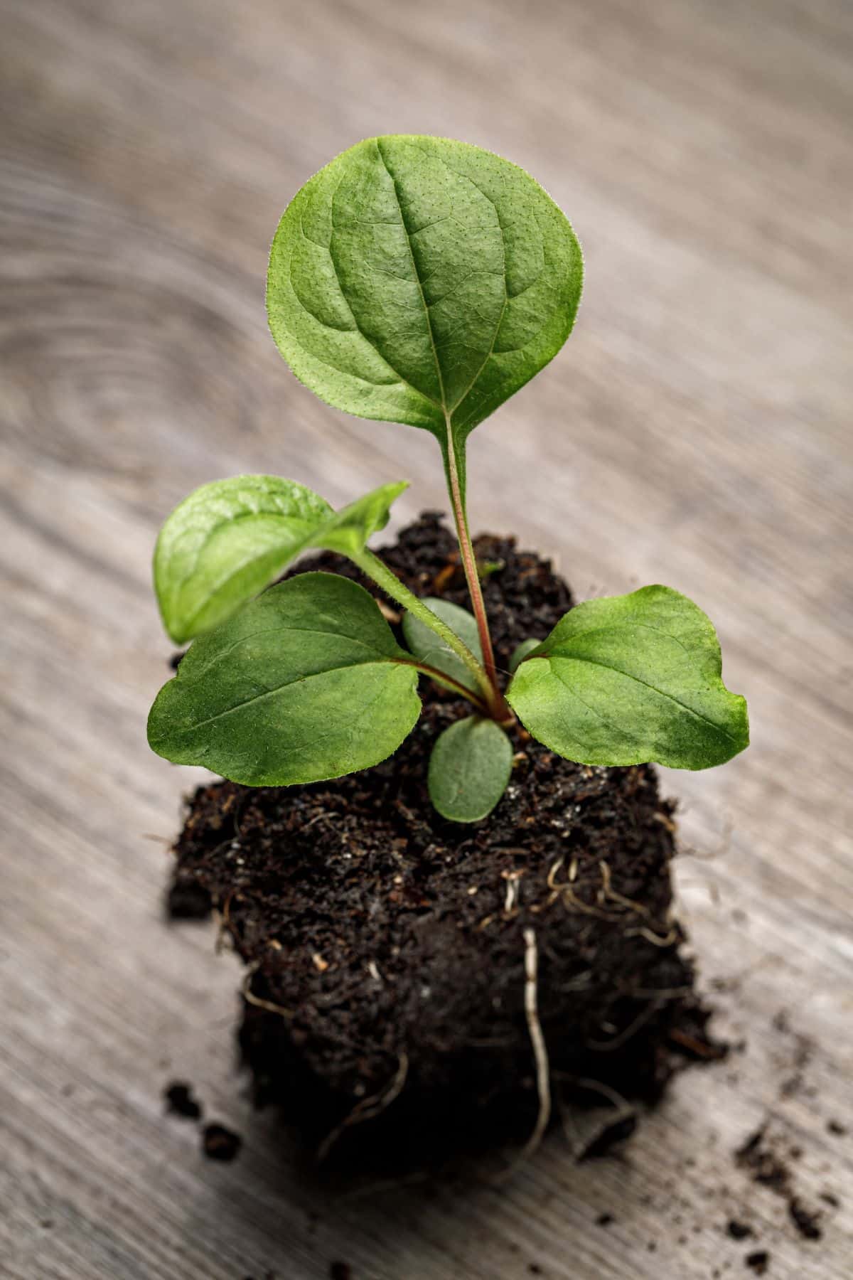 An echinacea plant grown from seed