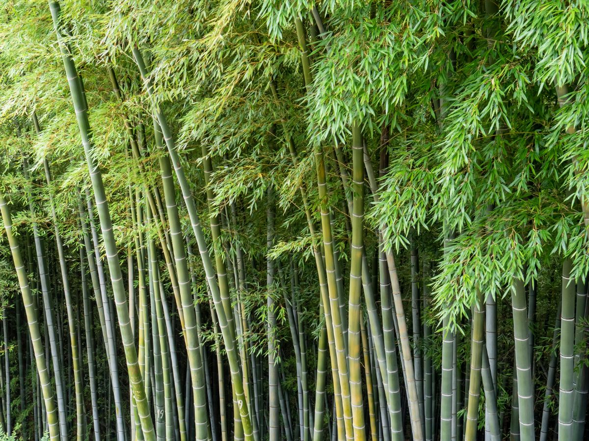 A stand of bamboo with segmented canes