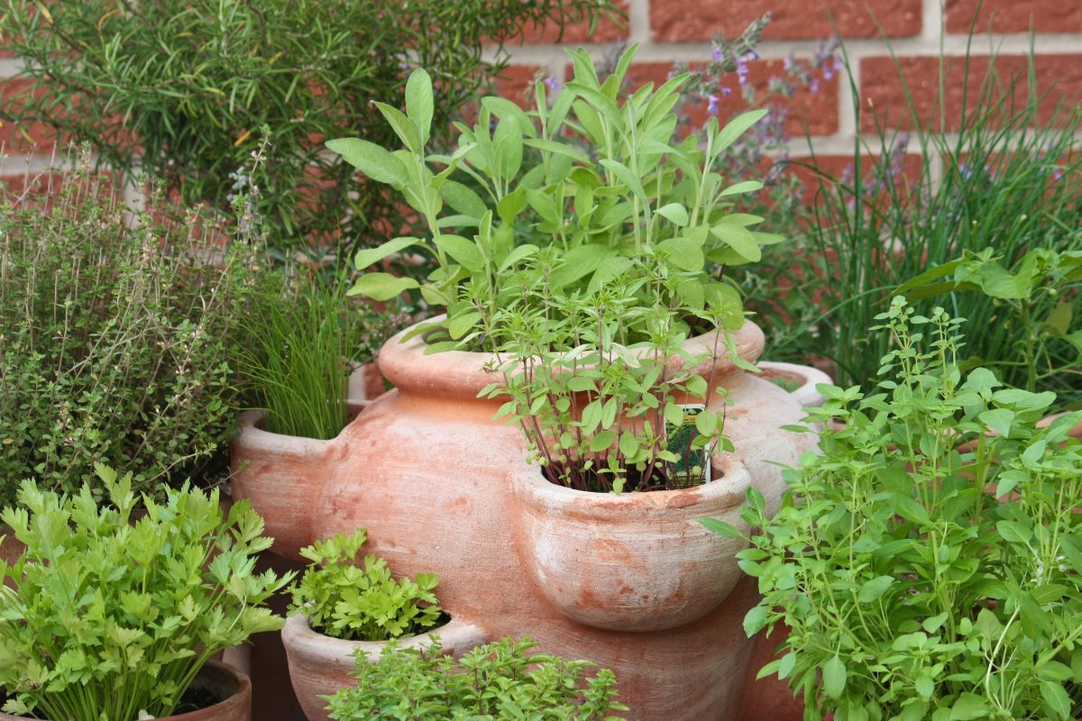 An herb garden planted in containers of different shapes and sizes