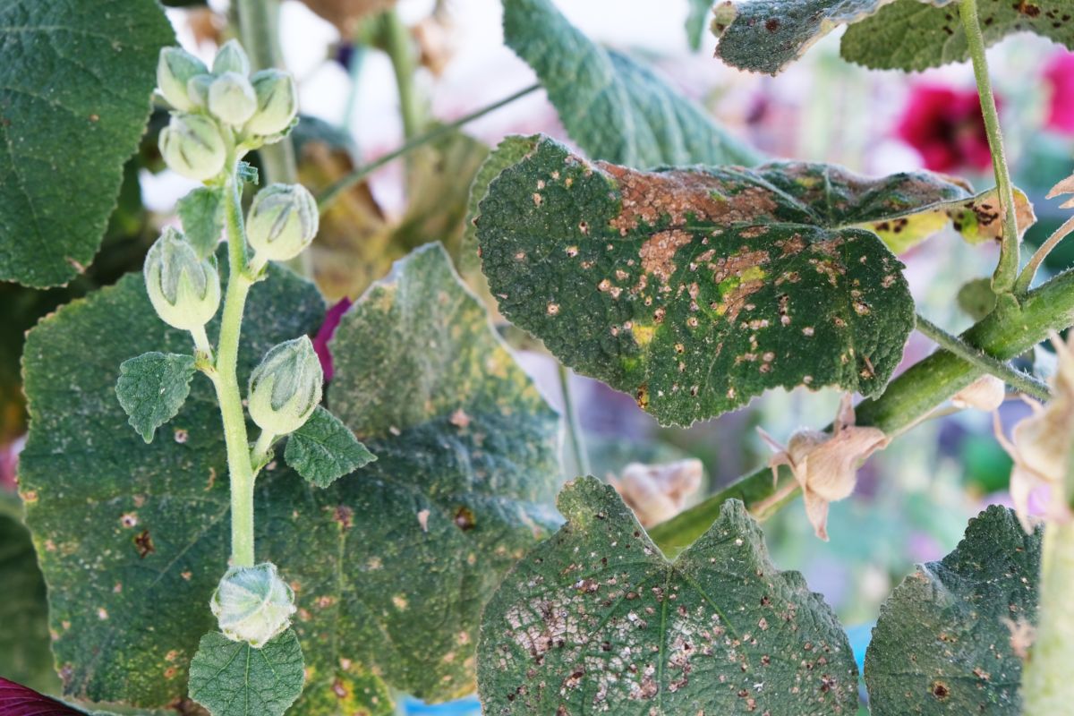 Fungal disease on a squash plant