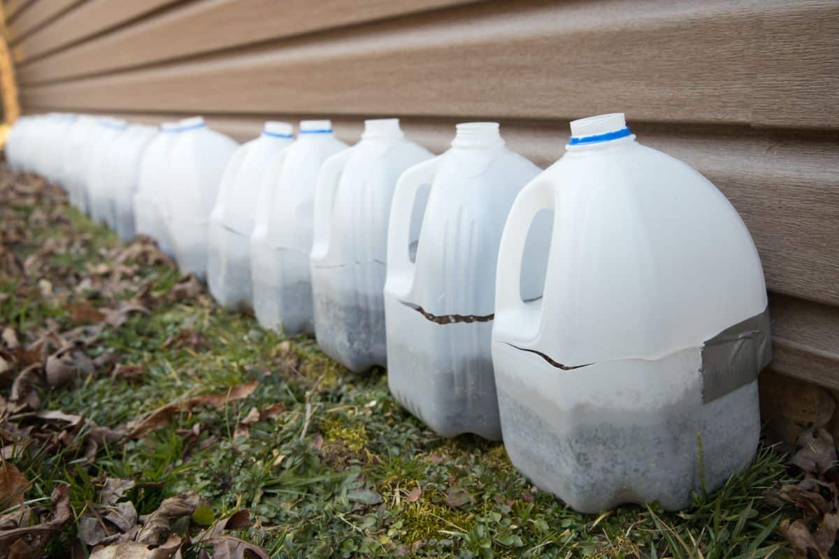 Milk jugs set up for winter sowing of wildflower seeds