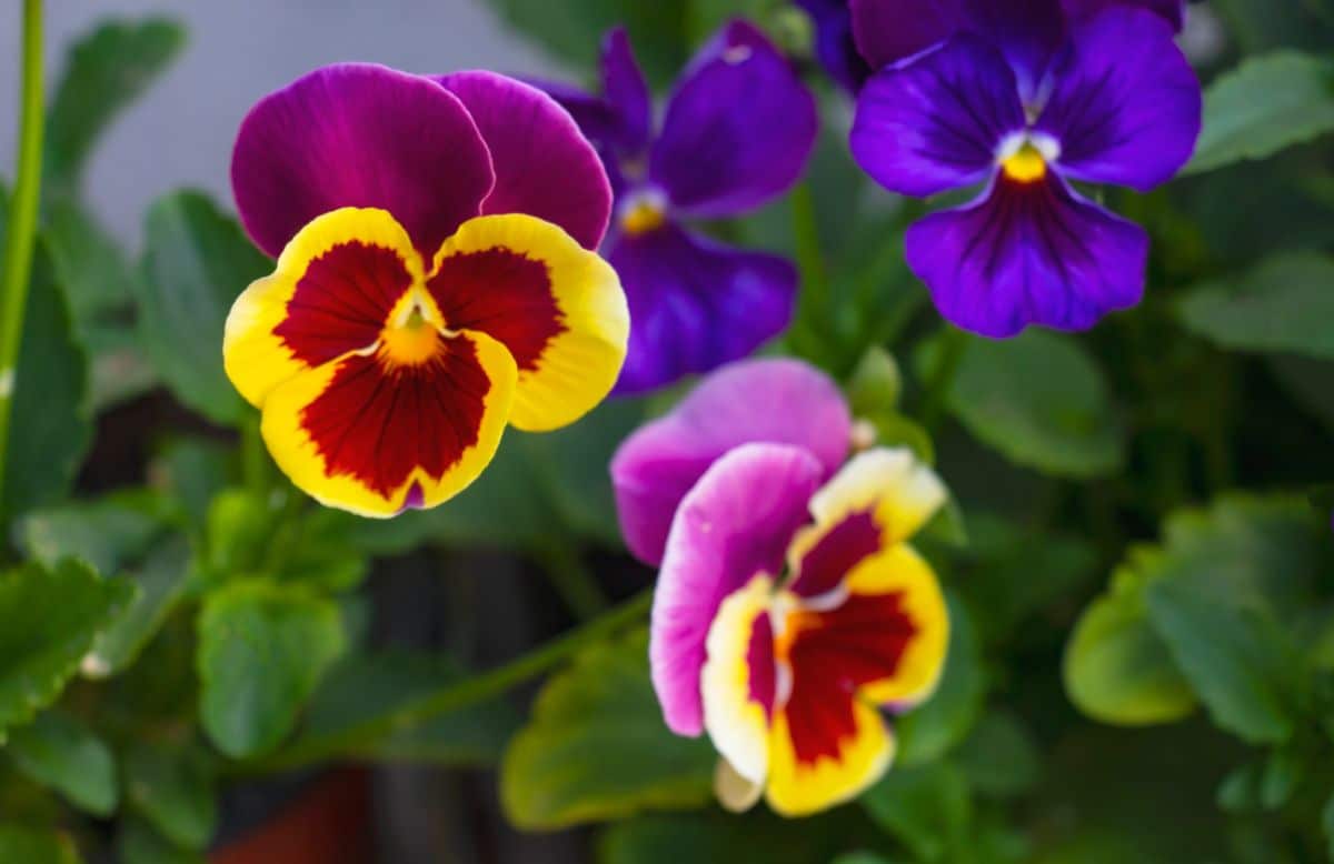 Closeup of yellow and purple pansies