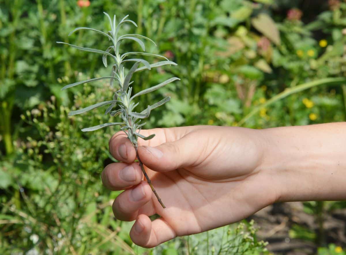 A gardener holding a cutting of lavender in her hand