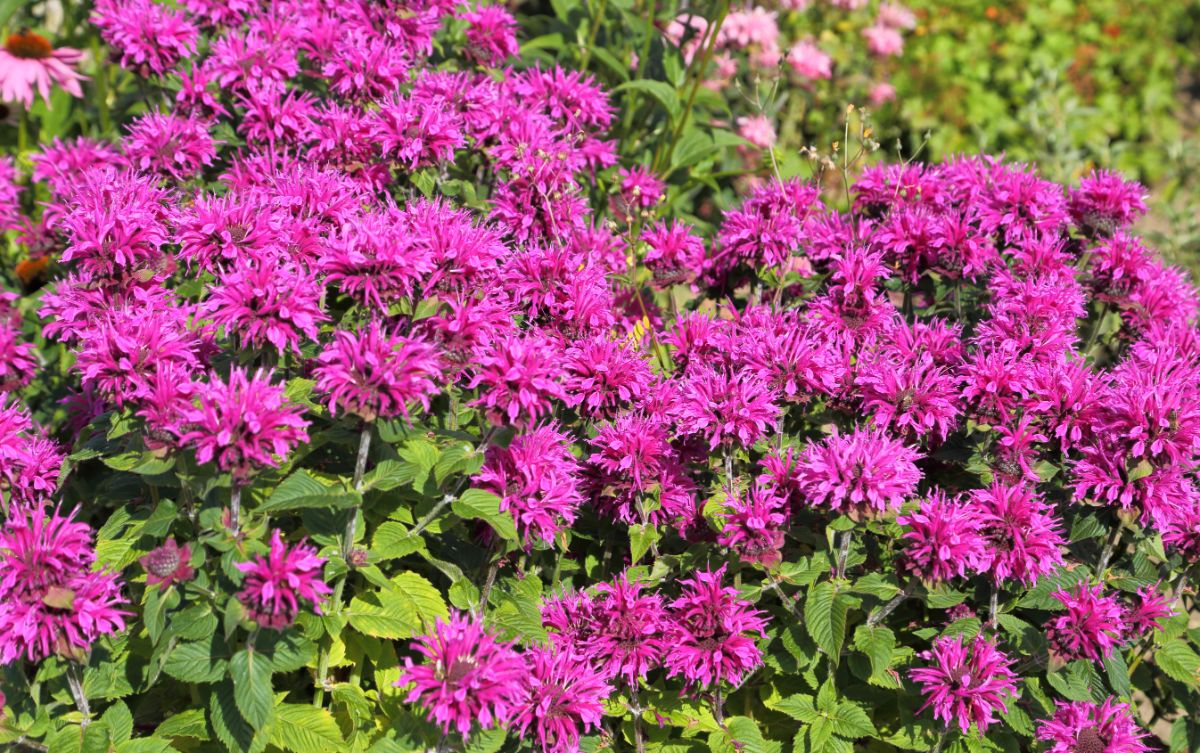 A healthy bee balm plant that is ideal for propagating