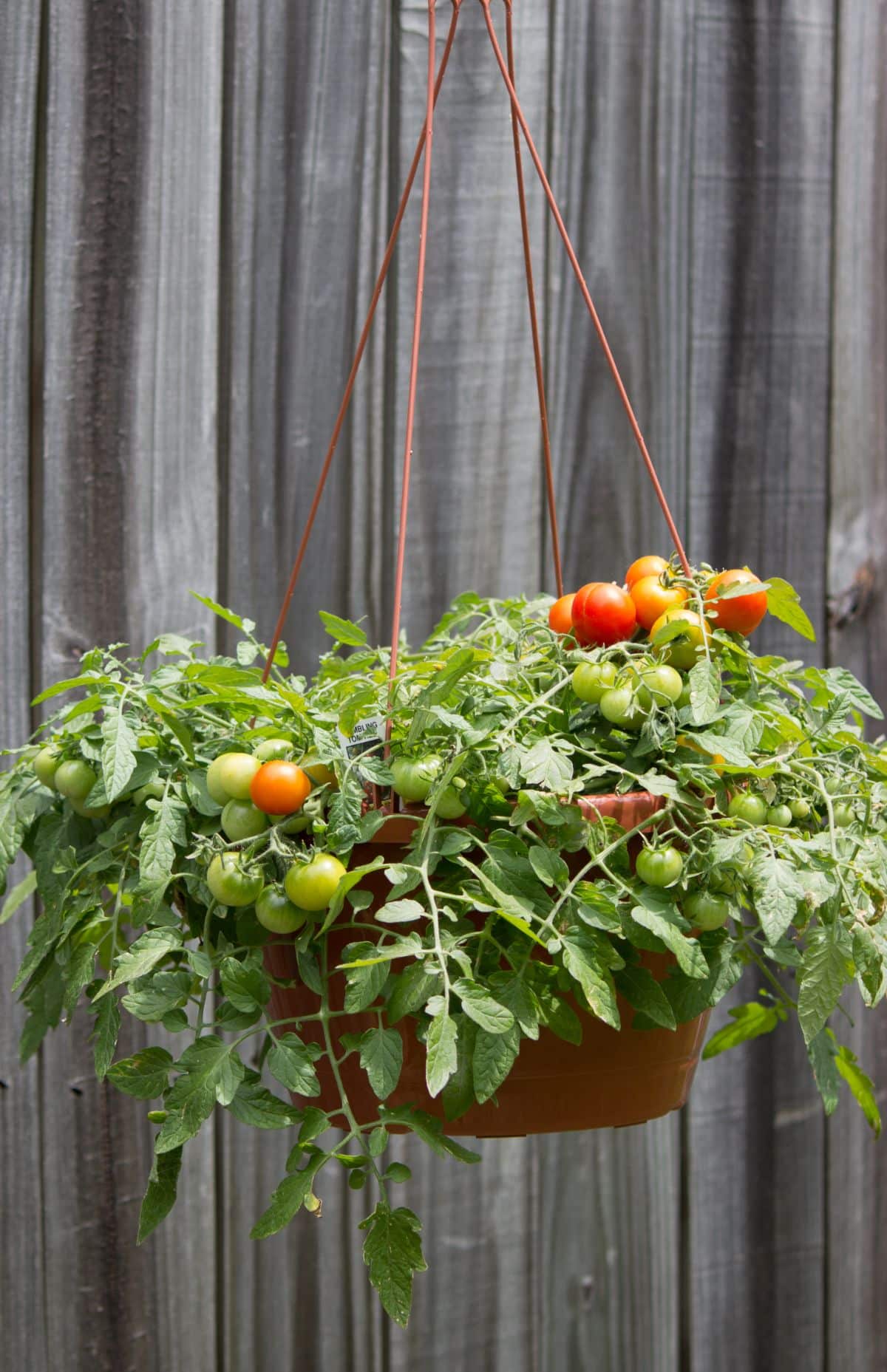 A hanging tomato plant in a basket