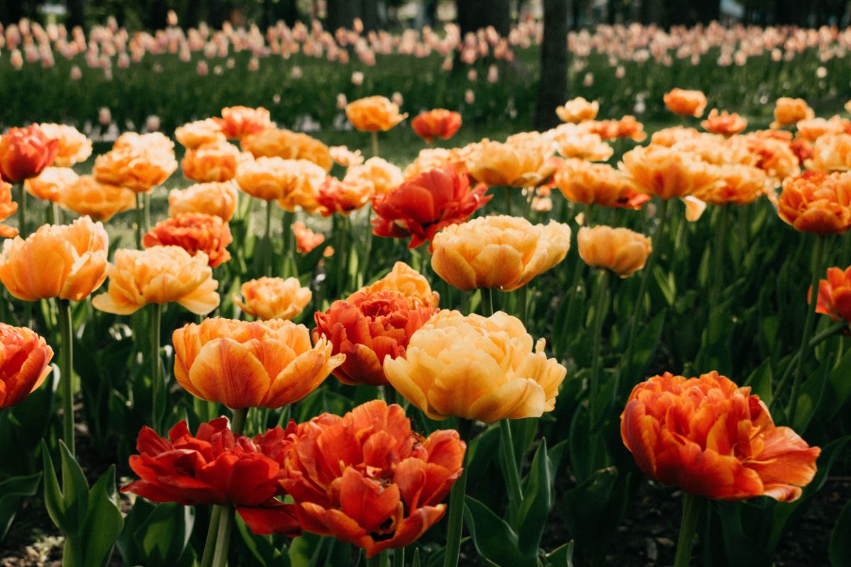 Double peony-type tulip flowers