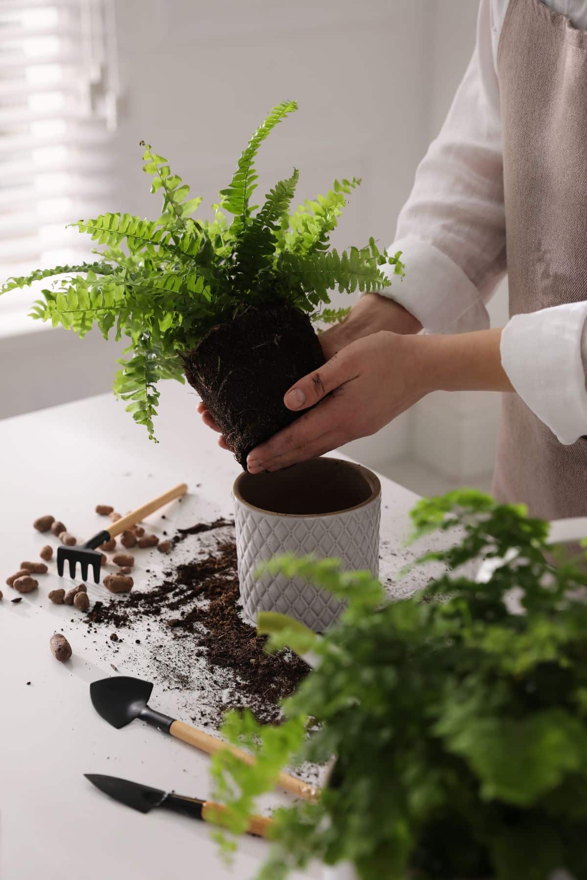 A woman repotting her Boston fern and taking a division for propagating