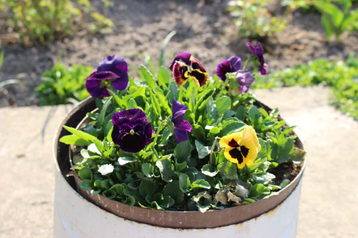 Edible pansies planted in a container planter