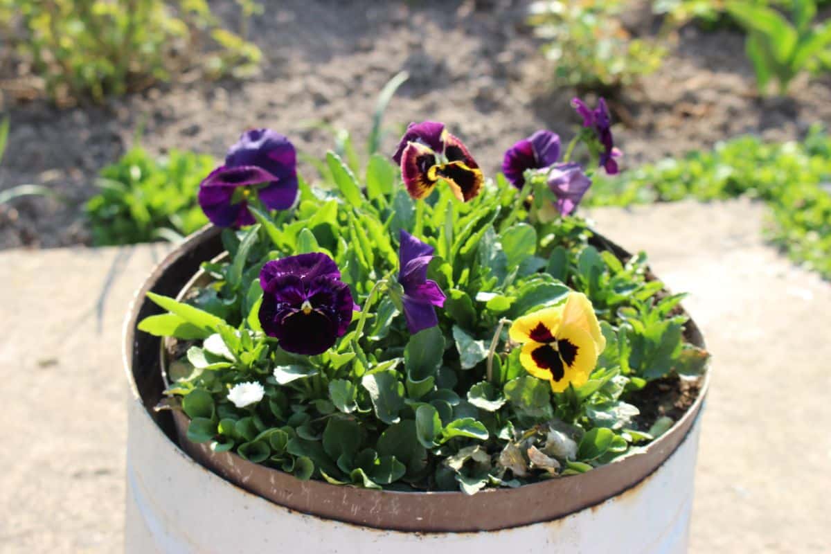 https://gardening.org/wp-content/uploads/2022/07/5-yellow-and-violet-violas.jpg