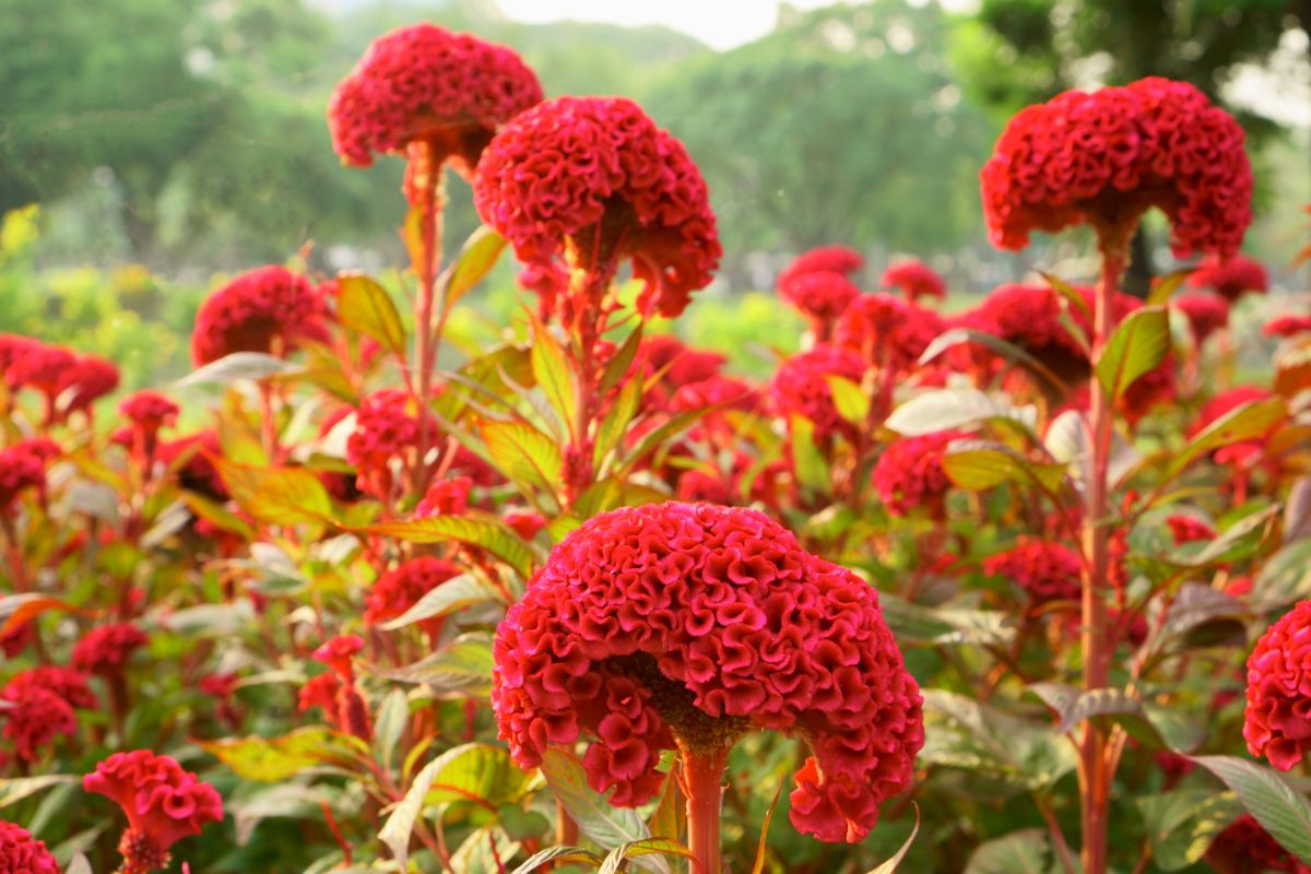 Dark pink cockscomb flowers in bloom