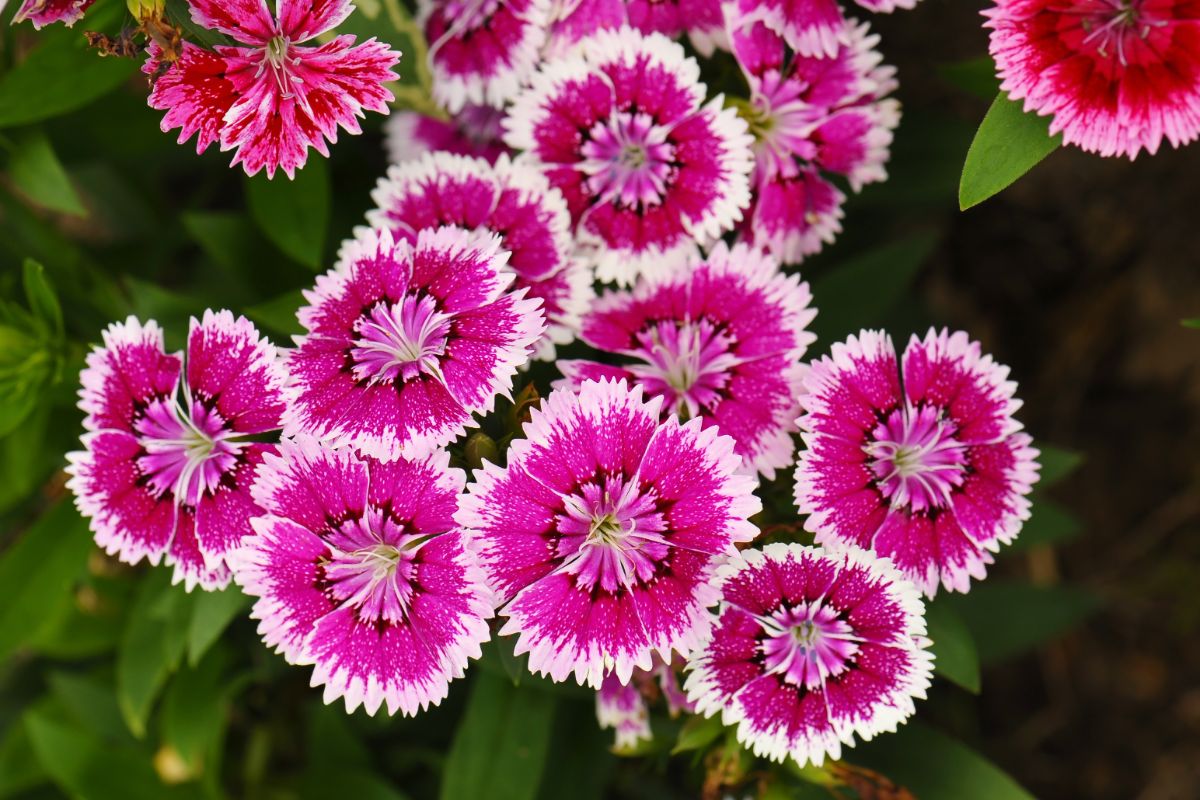 Dianthus "pinks" spring flowers