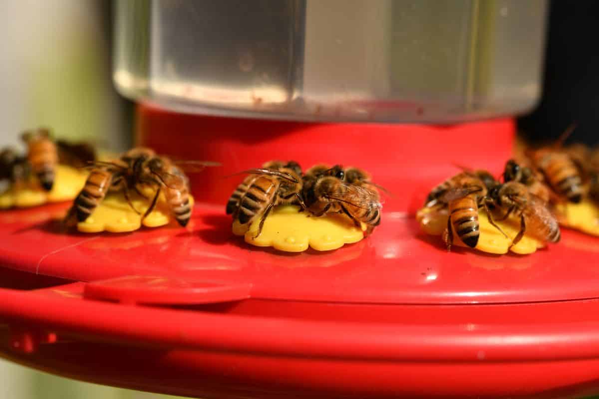 Honey bees drinking at a hummingbird feeder