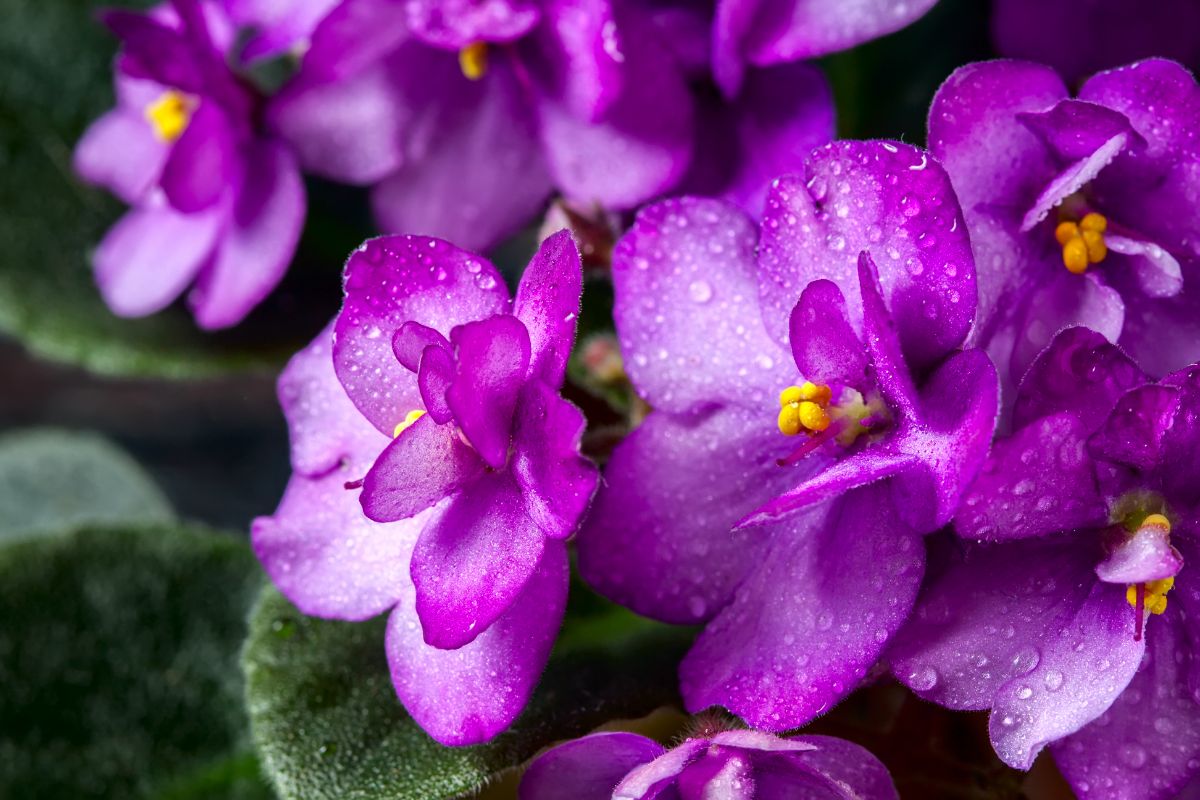 African violet planted in a self watering wicking pot