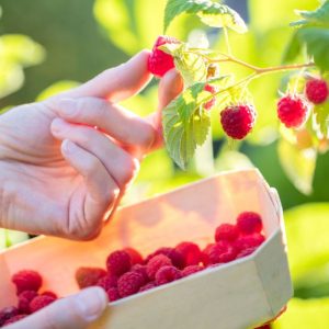Hands picking ripe berries into a basket.