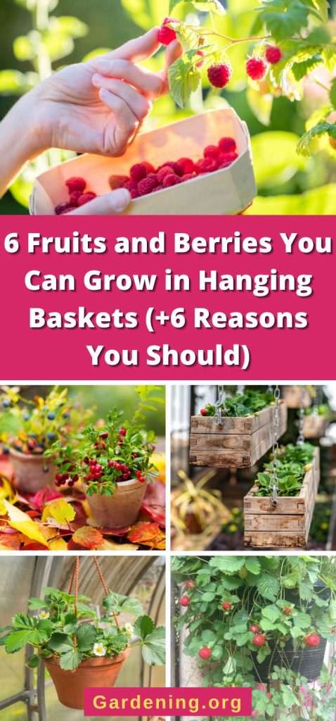 6 Fruits and Berries You Can Grow in Hanging Baskets (+6 Reasons You Should) pinterest image.