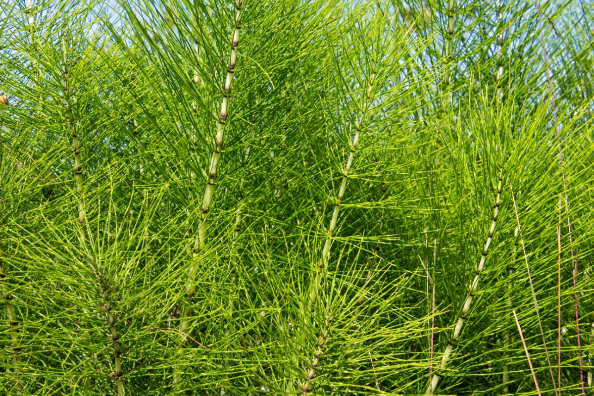 Young horsetail plant with segmented stems
