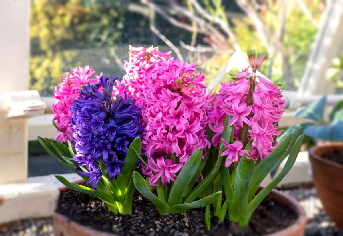 A planter with forced spring hyacinth bulbs