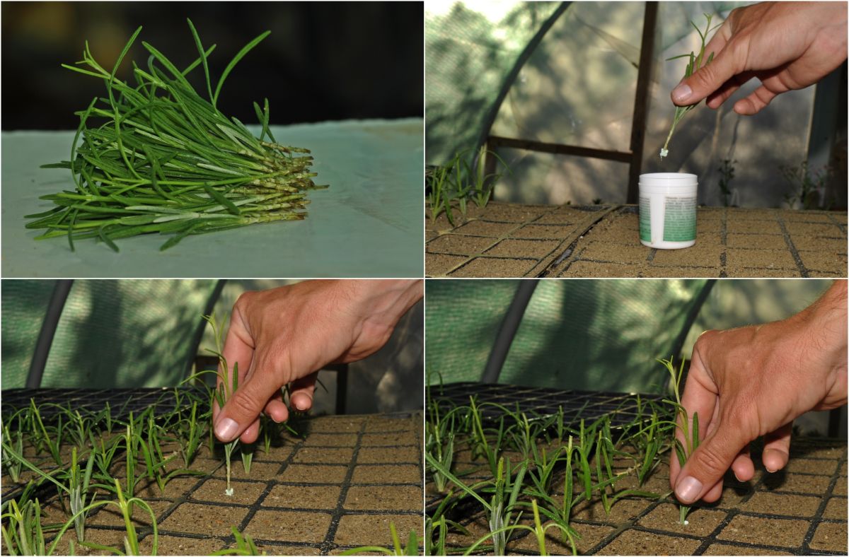 A collage of four photos showing how to propagate lavender cuttings