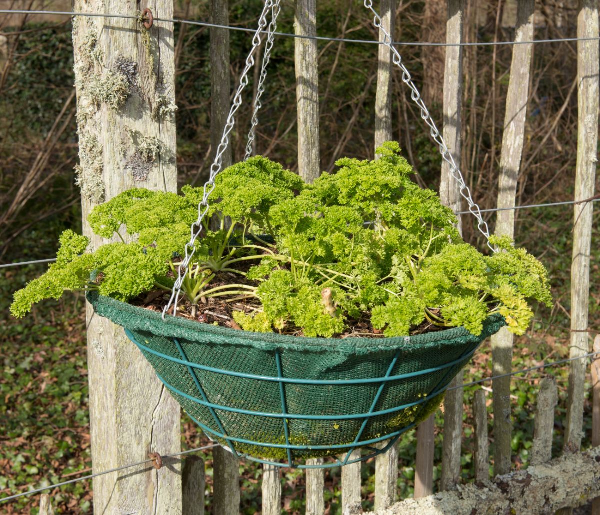 Parsley planted in a hanging basket