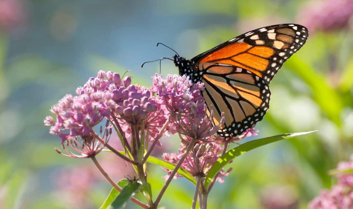 A monarch butterfly on a milkweed plant