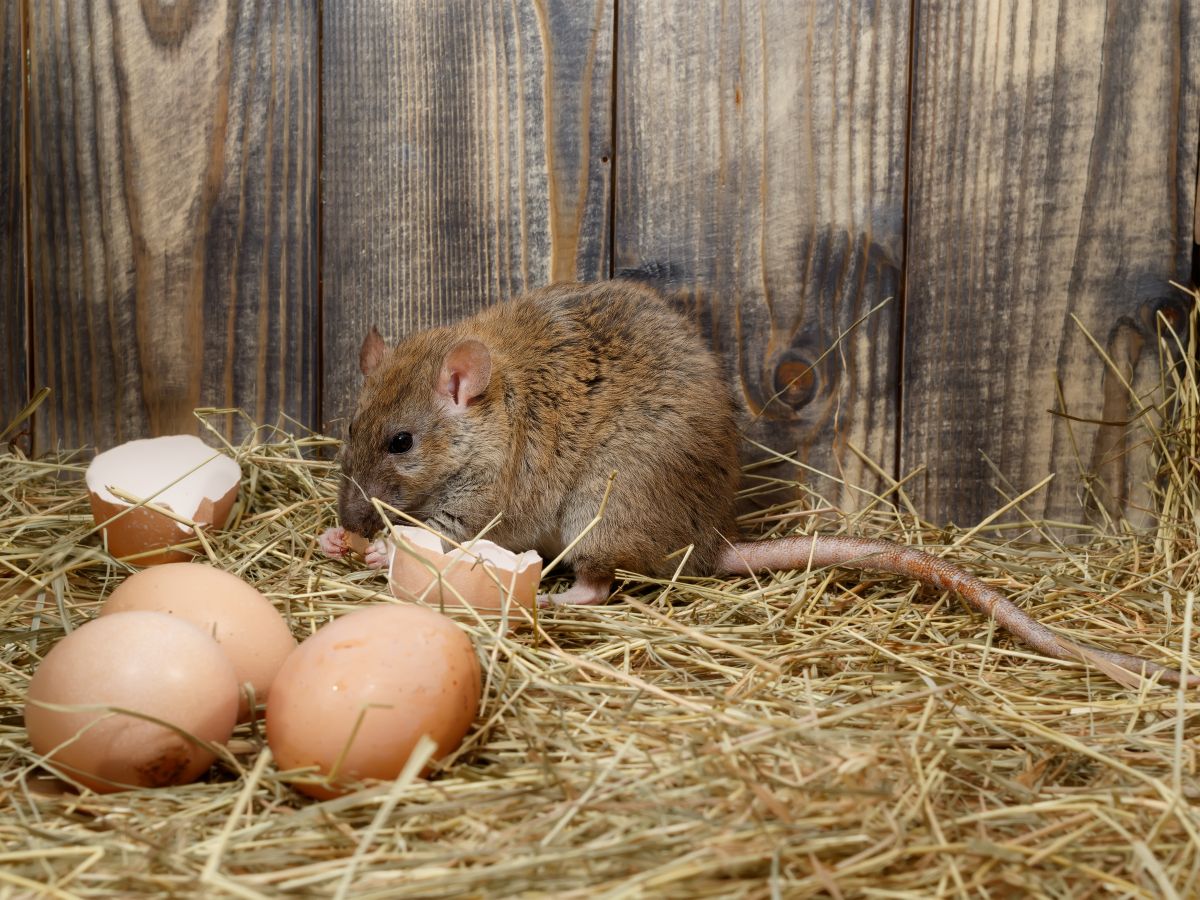 A rat feeding on chicken eggs in a coop