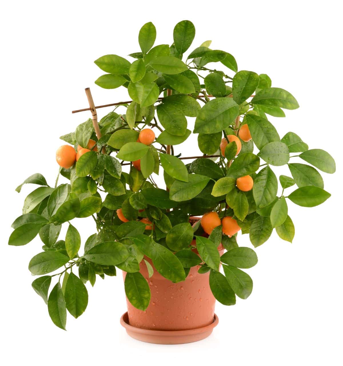 A potted dwarf citrus tree