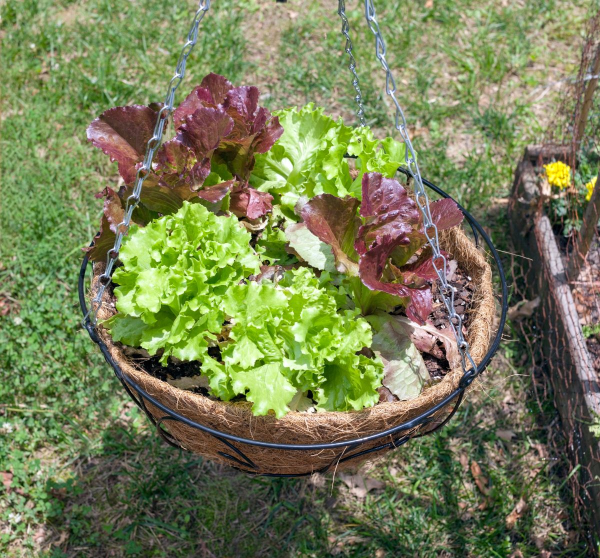 Lettuce varieties growing in a hanging basket