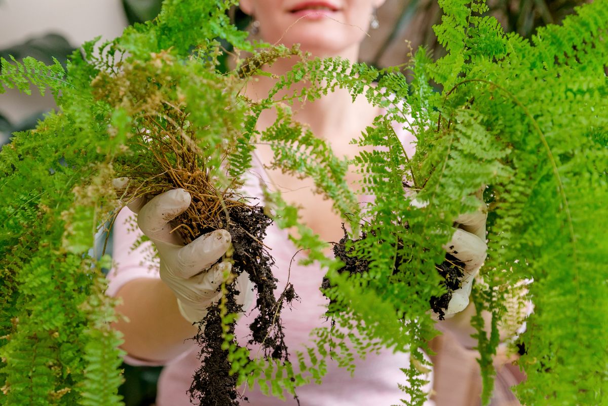 A gardener holding up divided clumps of a fern plant
