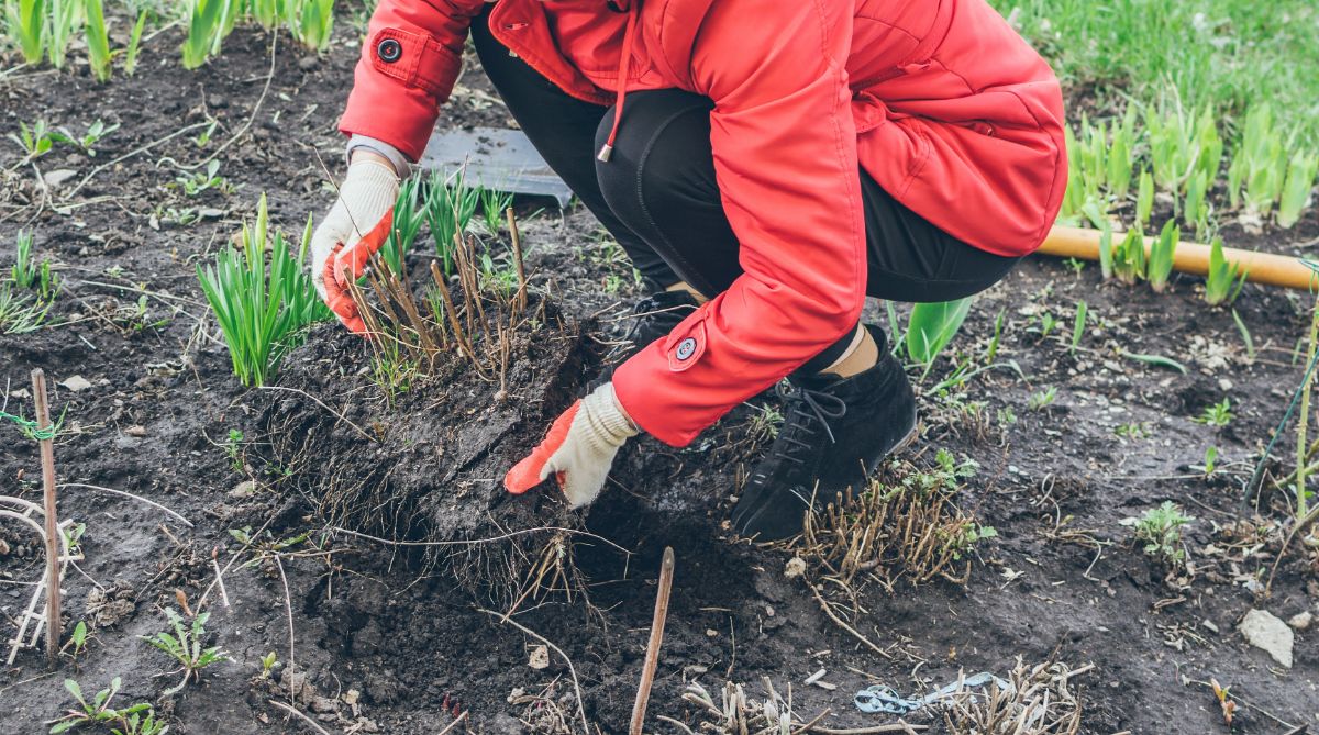 A gardener dividing echinacea roots to expand plantings