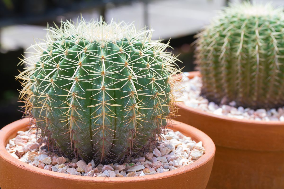 Cactus should not be planted in self watering pots