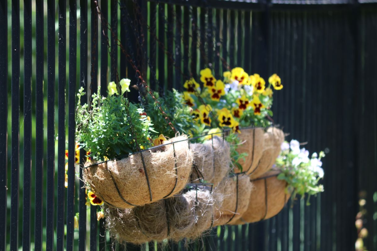 Hanging baskets planted with edible flowers