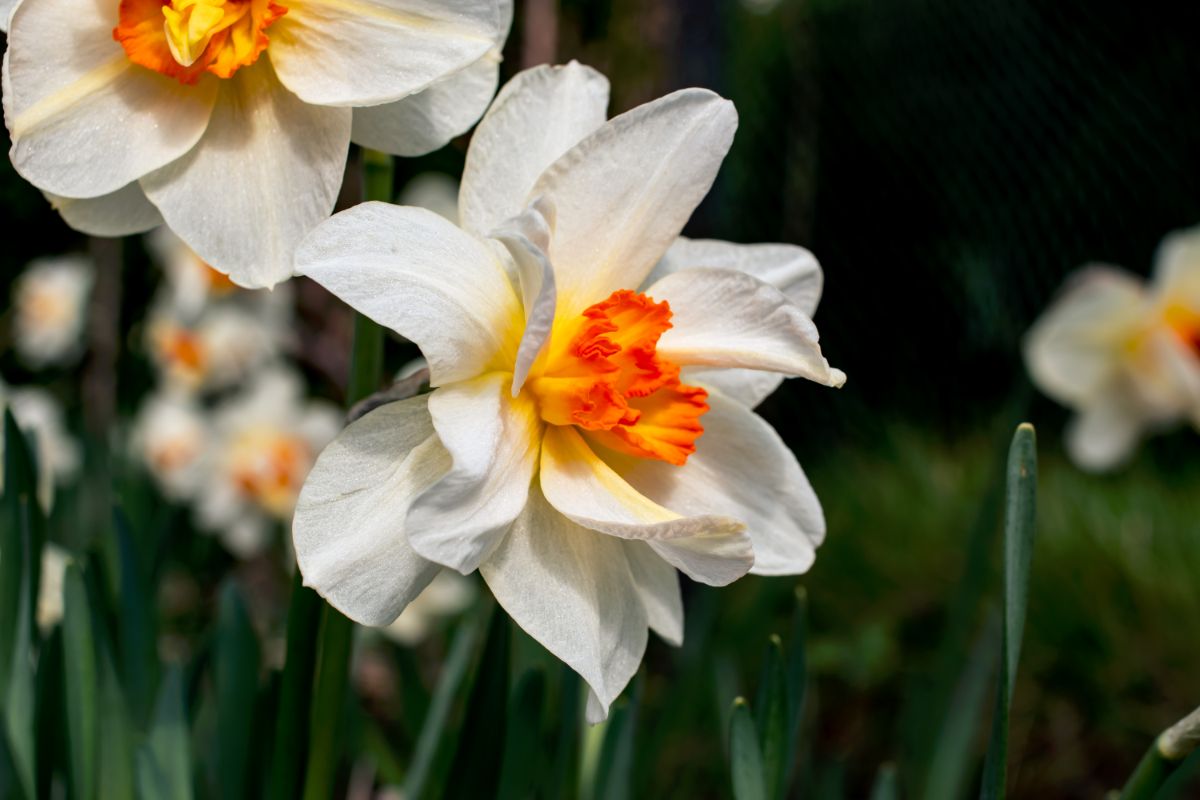 White daffodils with orange centers