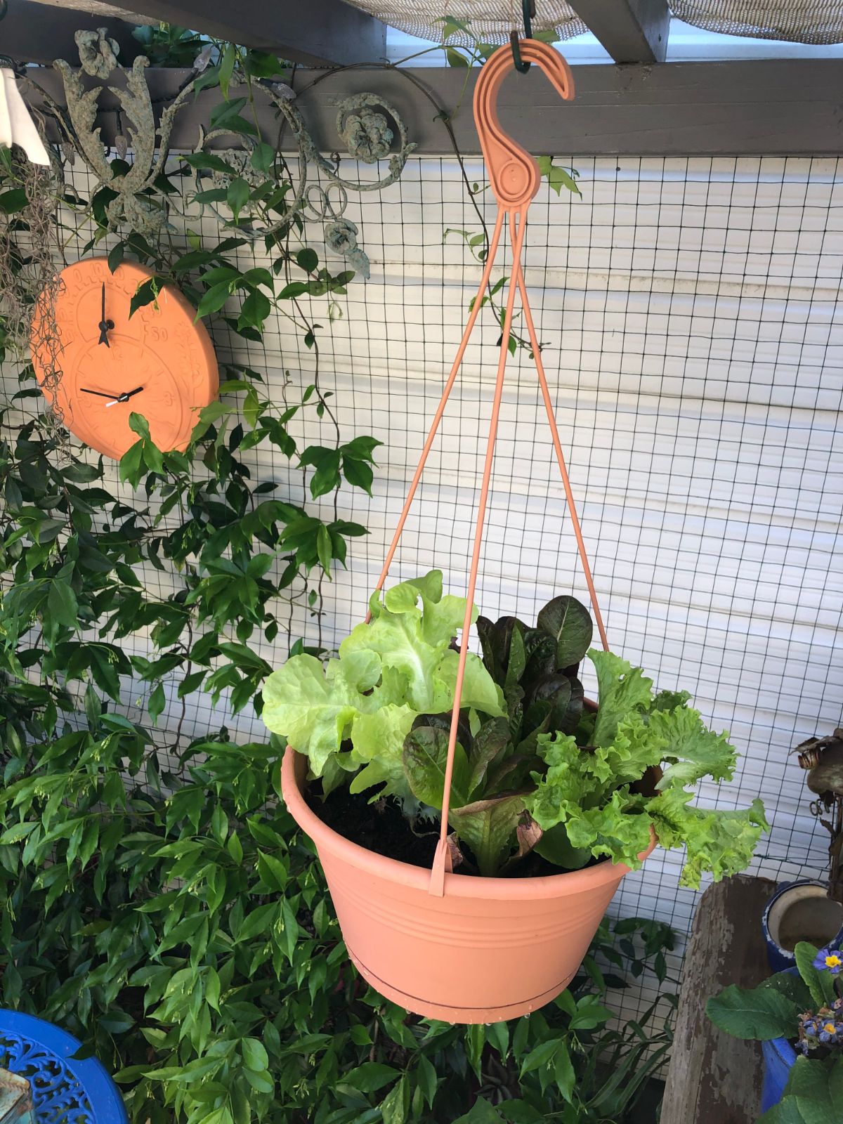 A patio hanging plant planted with lettuce