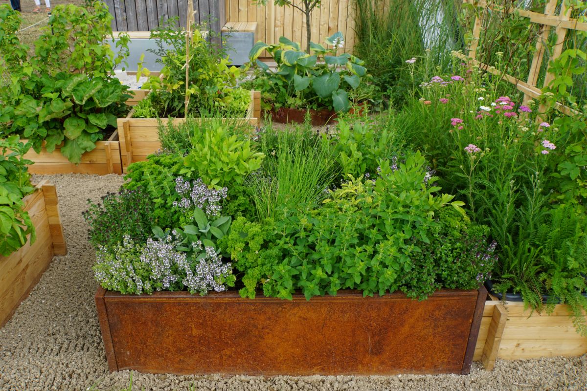A raised-bed system herb garden arranged in boxes along a gravel walk
