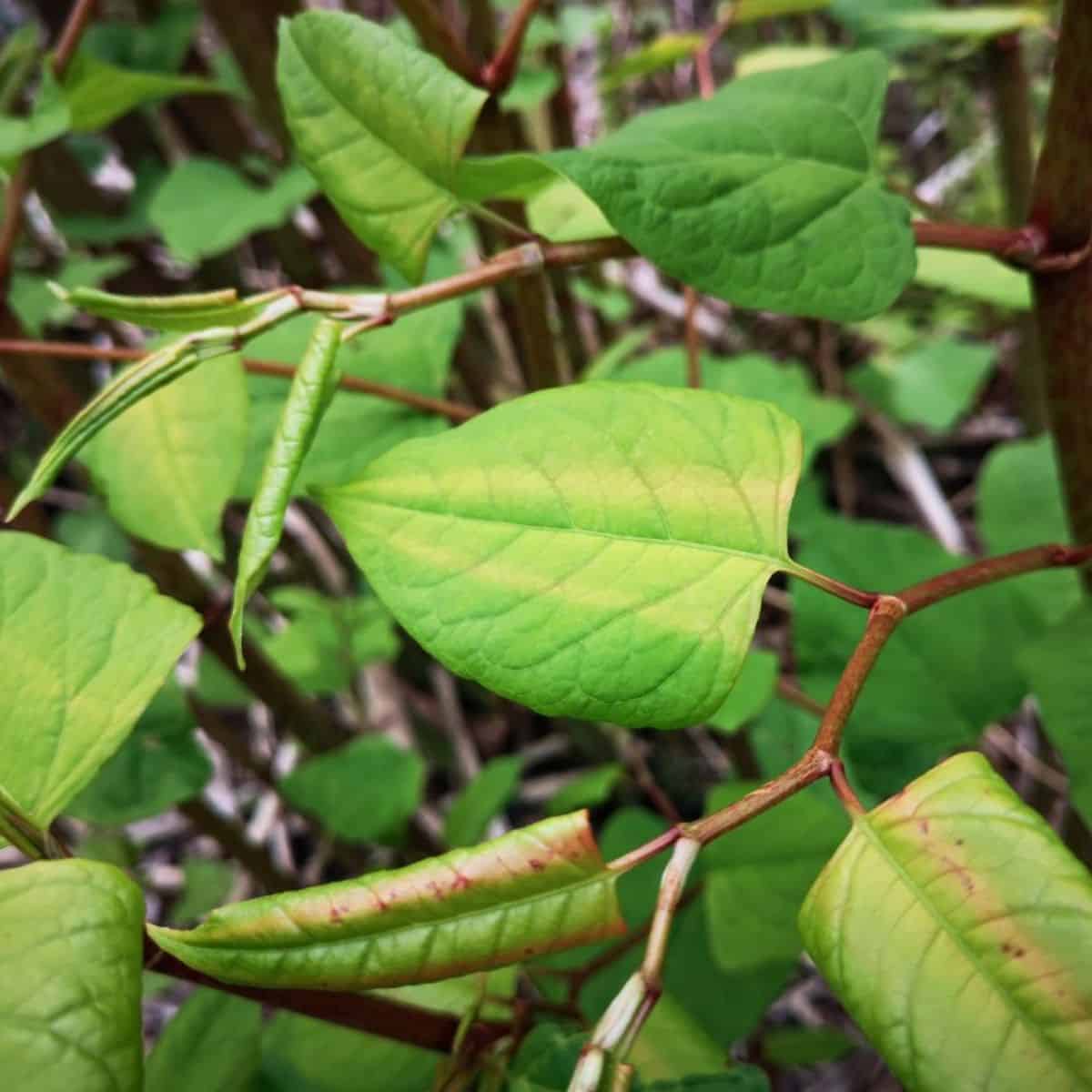 Japanese knotweed close-up.