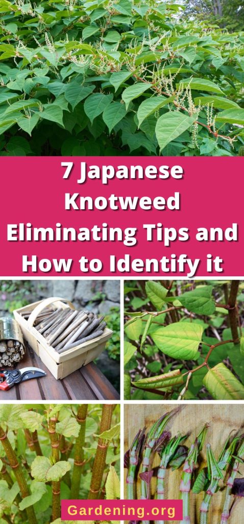 7 Japanese Knotweed Eliminating Tips and How to Identify it pinterest image.