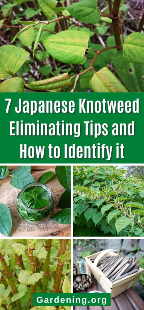 7 Japanese Knotweed Eliminating Tips and How to Identify it pinterest image.