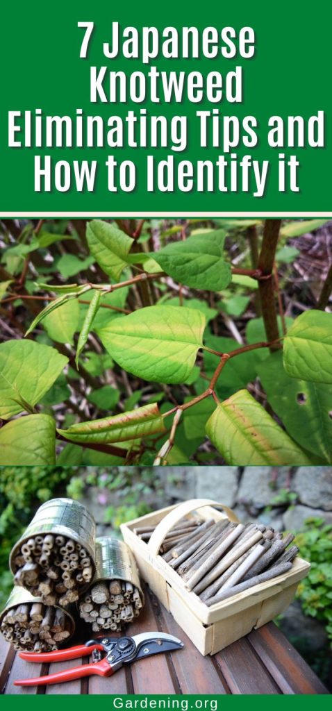 7 Japanese Knotweed Eliminating Tips and How to Identify it pinterest image.