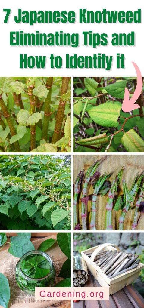 7 Japanese Knotweed Eliminating Tips and How to Identify it pinterest image.