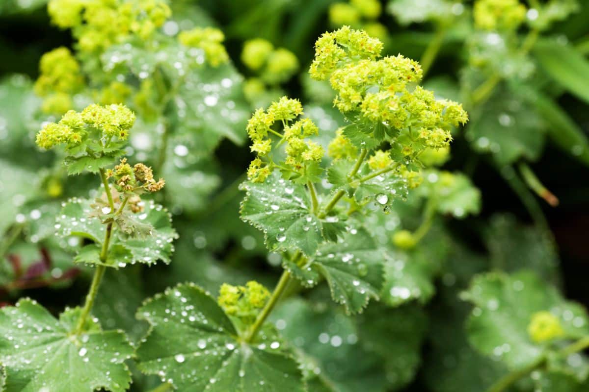 Drops of dew on a Lady's Mantle plant