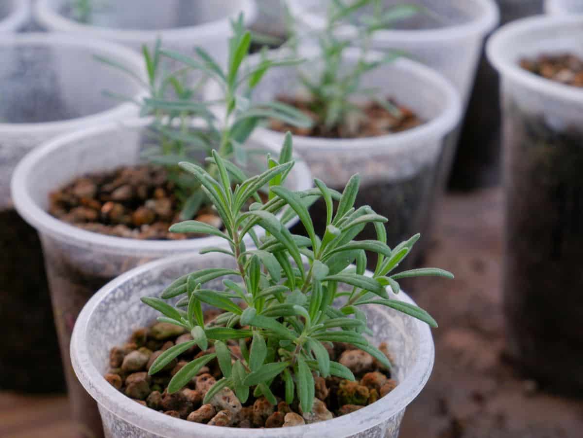a young lavender plants started from seed